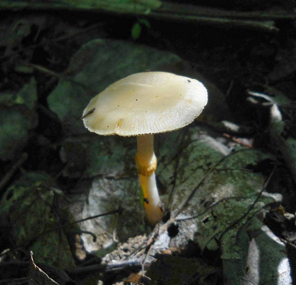 Pholiota marginella image