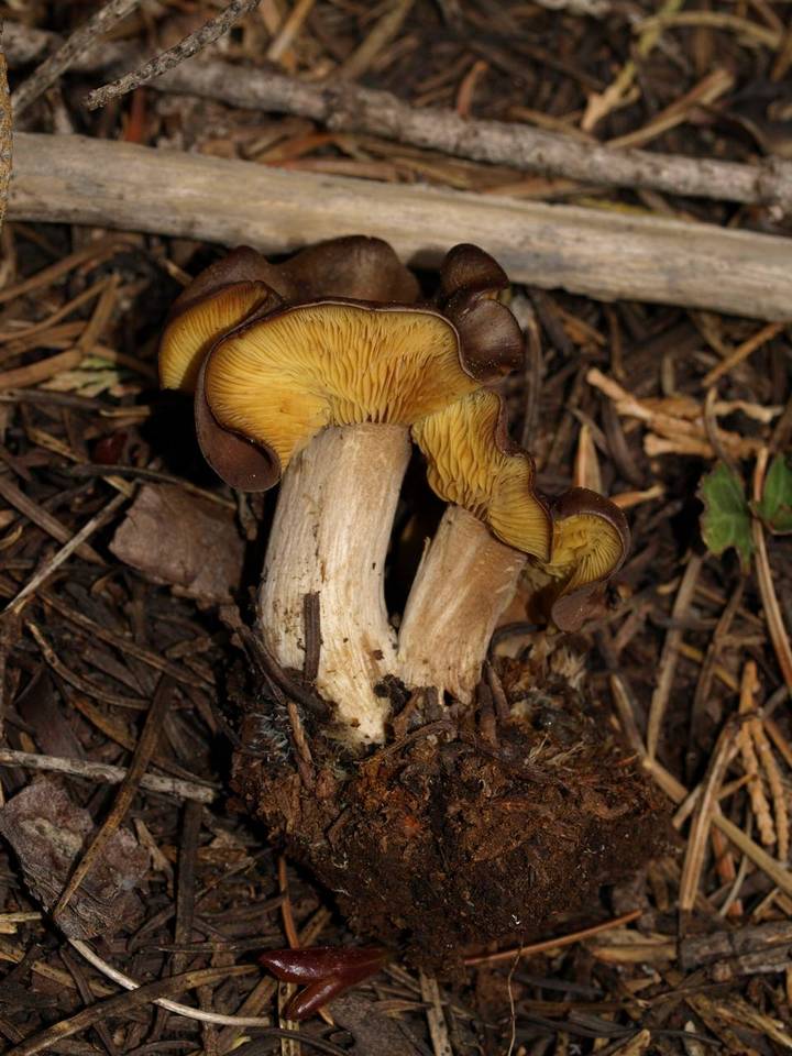 Calocybe onychina image