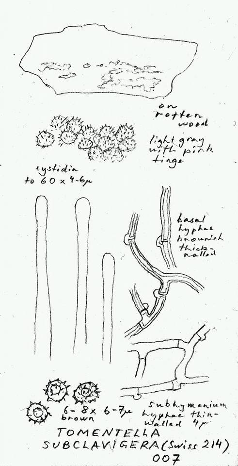 Tomentella subclavigera image