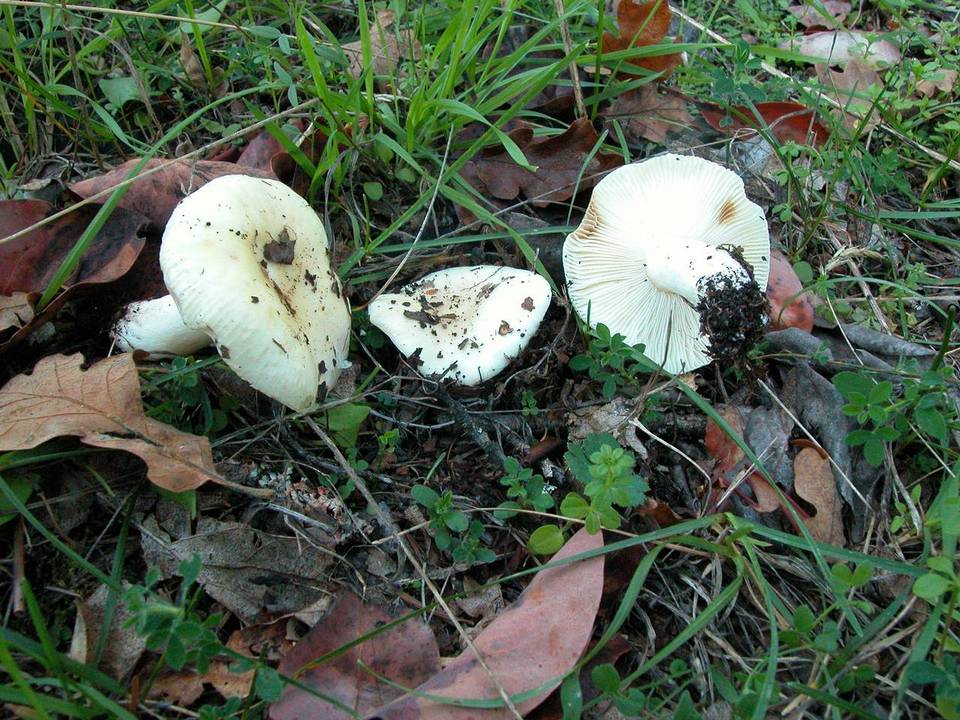 Russula crenulata image