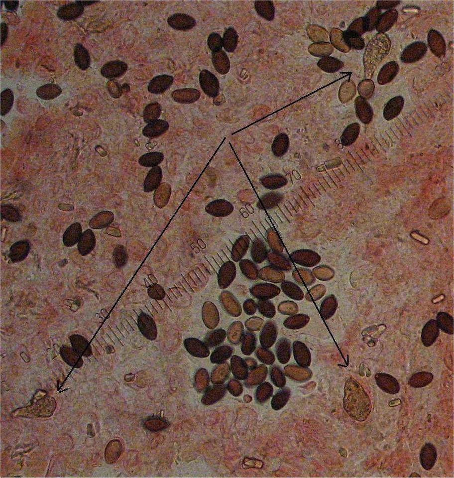 Panaeolus ater image