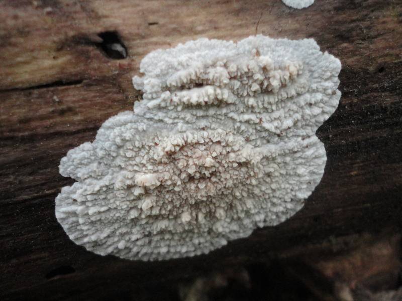 Phlebia rufa image