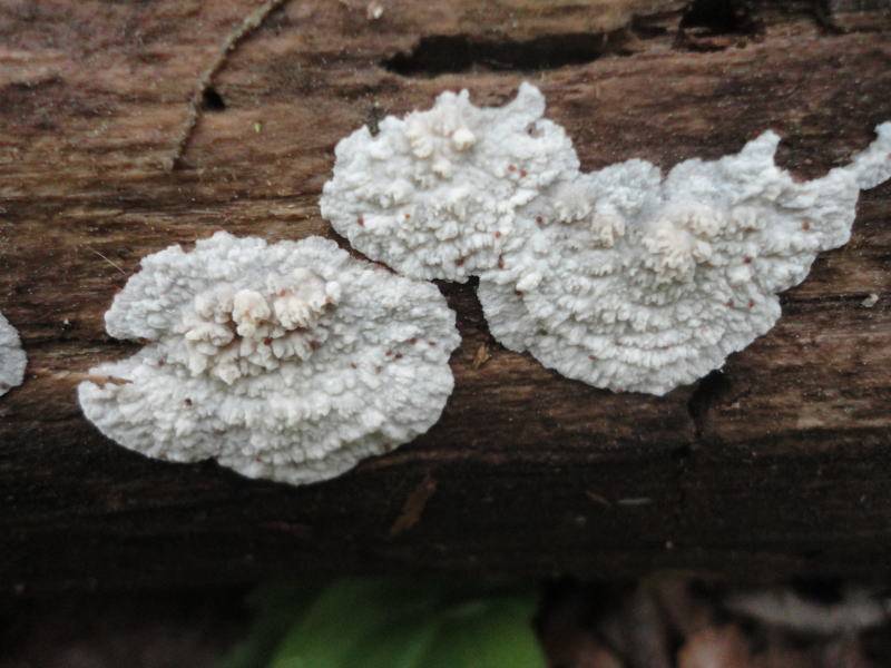Phlebia rufa image