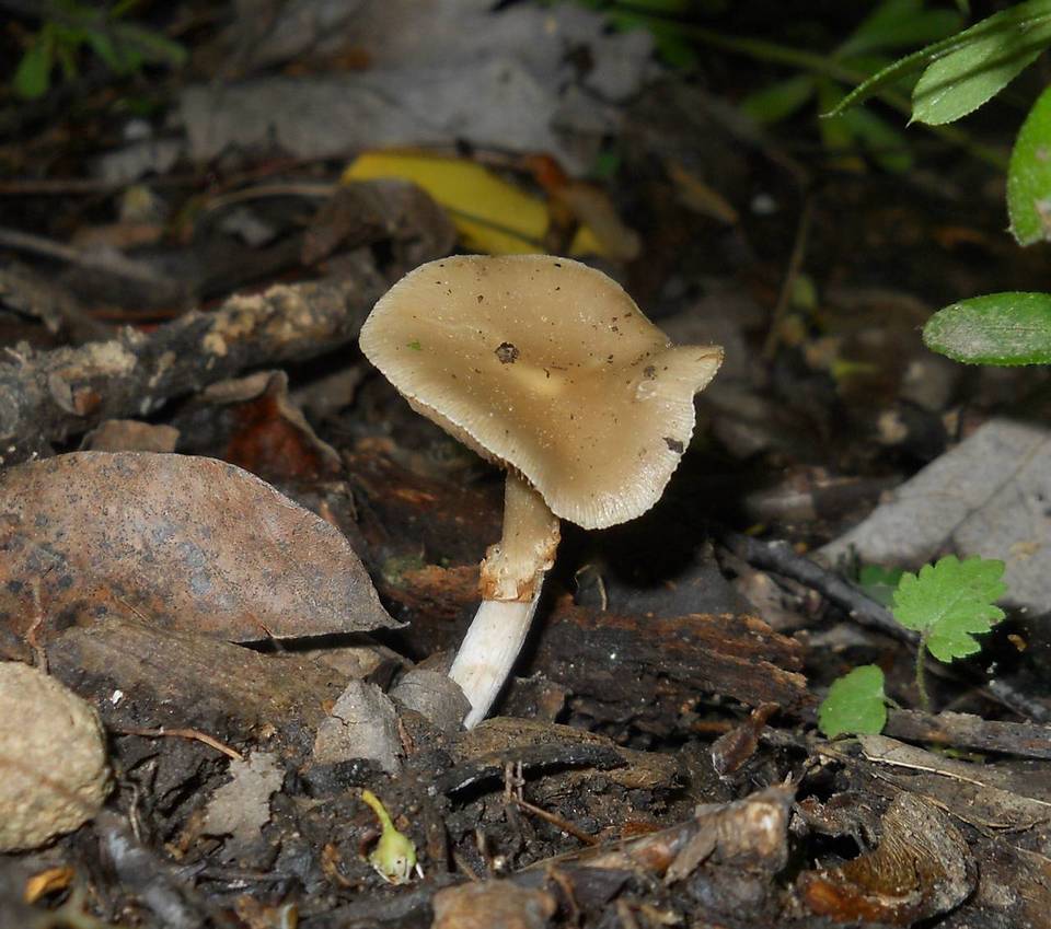 Pholiota marginella image