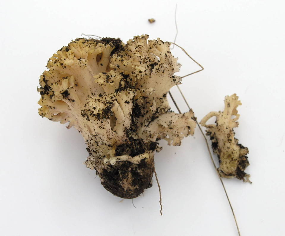 Ramaria rubricarnata image