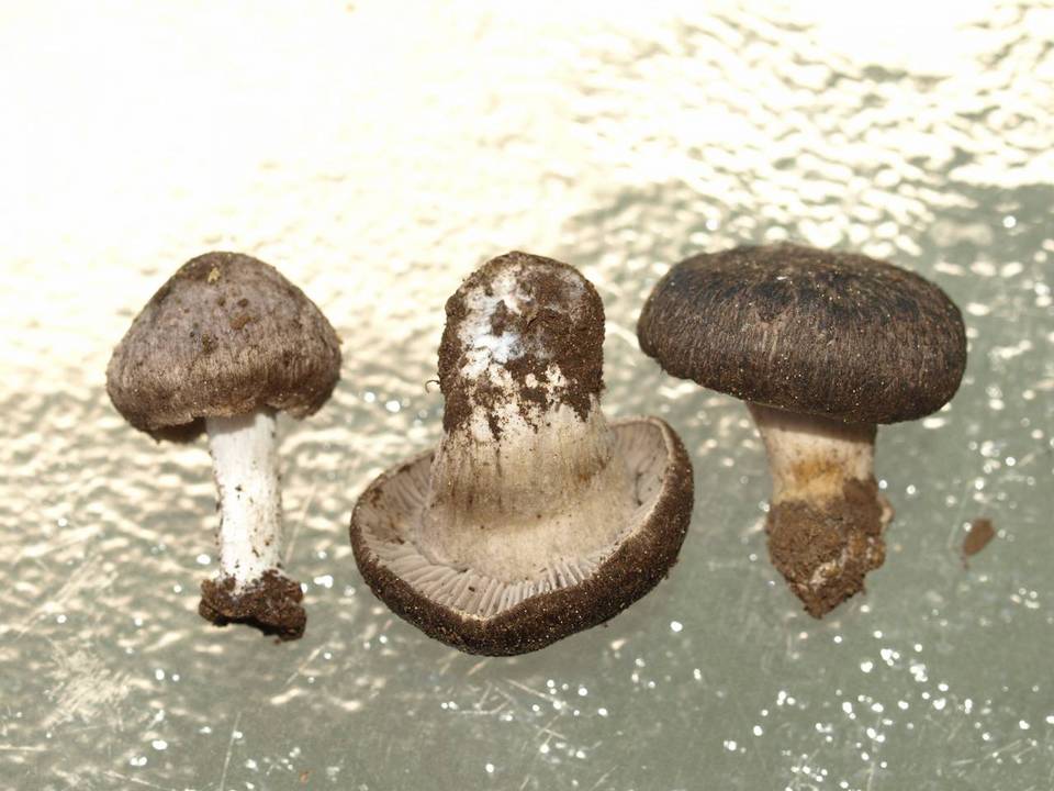 Tricholoma moseri image