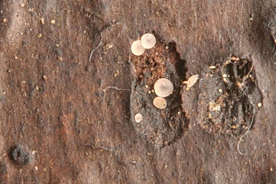 Orbilia luteorubella image