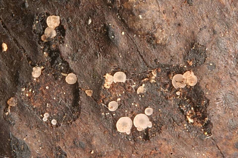 Orbilia luteorubella image