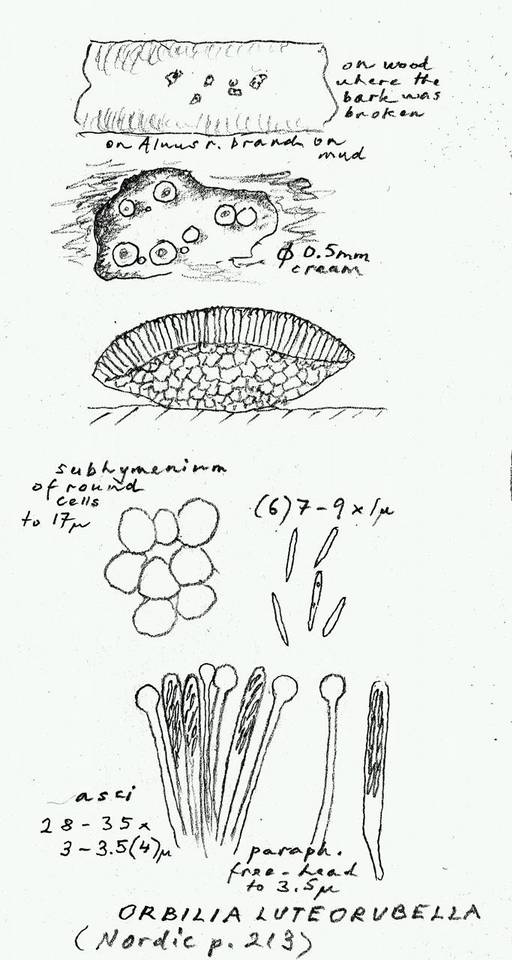 Orbilia luteorubella image
