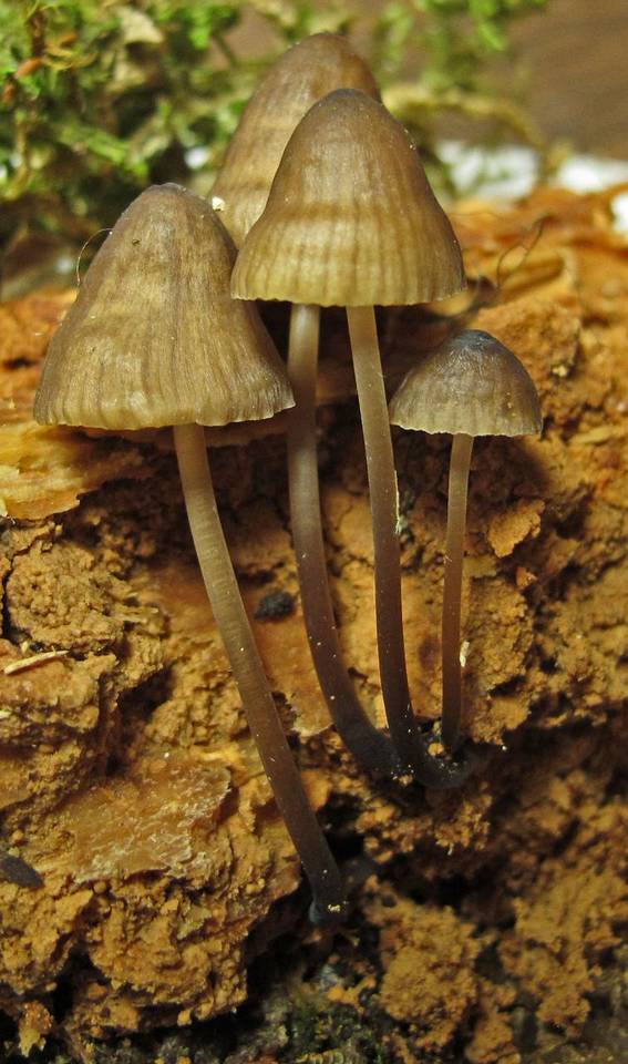 Mycena silvae-nigrae image