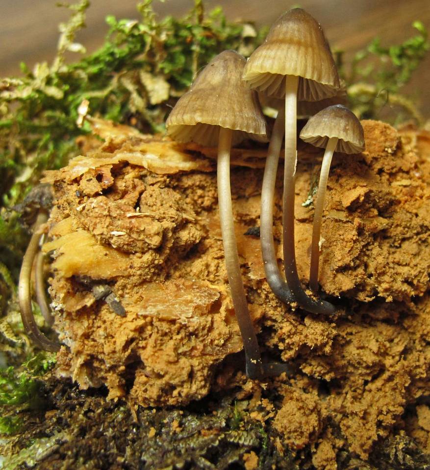 Mycena silvae-nigrae image