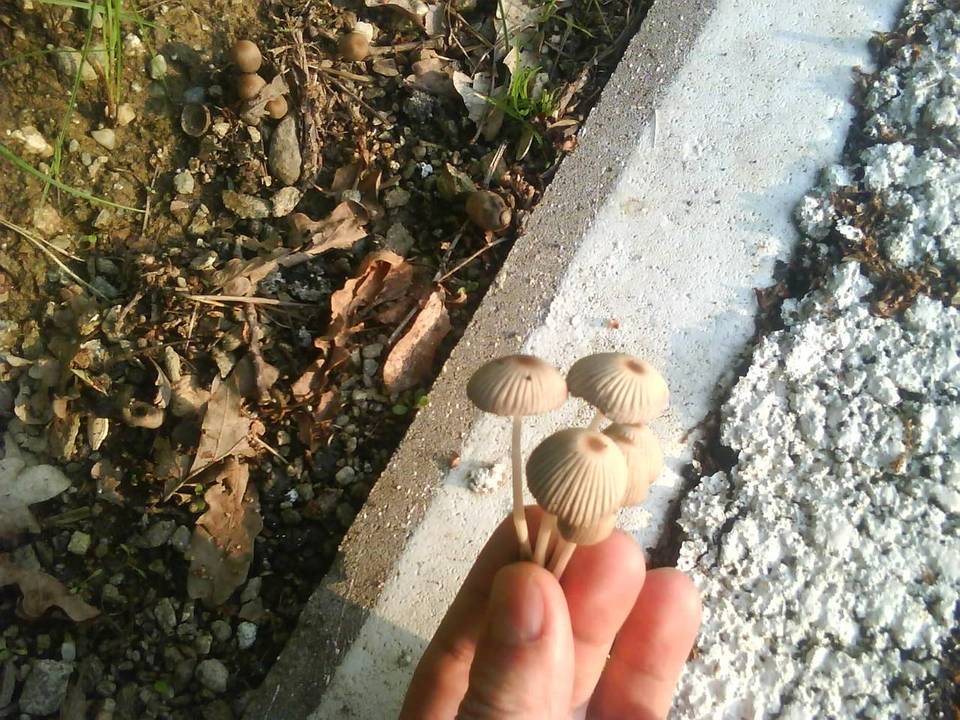 Coprinellus hiascens image