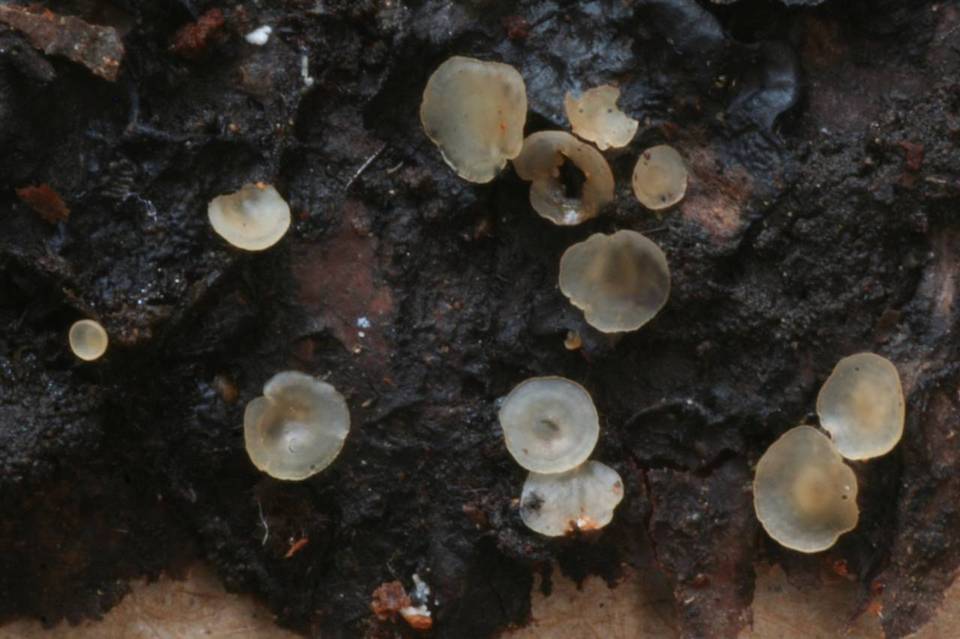 Hyalorbilia image