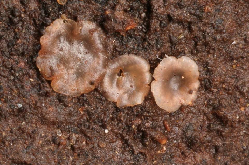 Hyalorbilia inflatula image