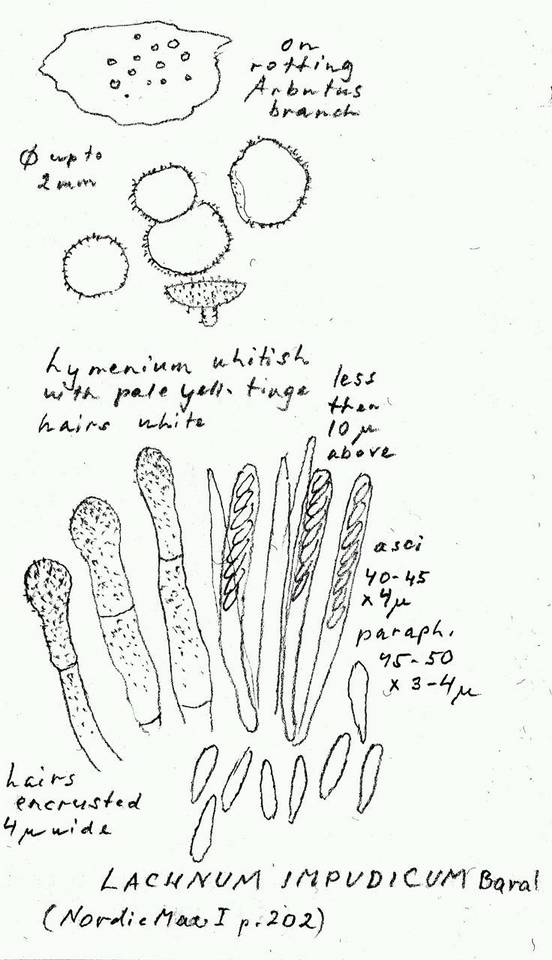 Lachnum impudicum image
