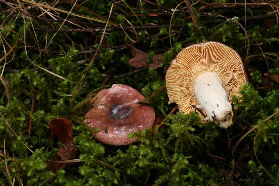 Russula murrillii image