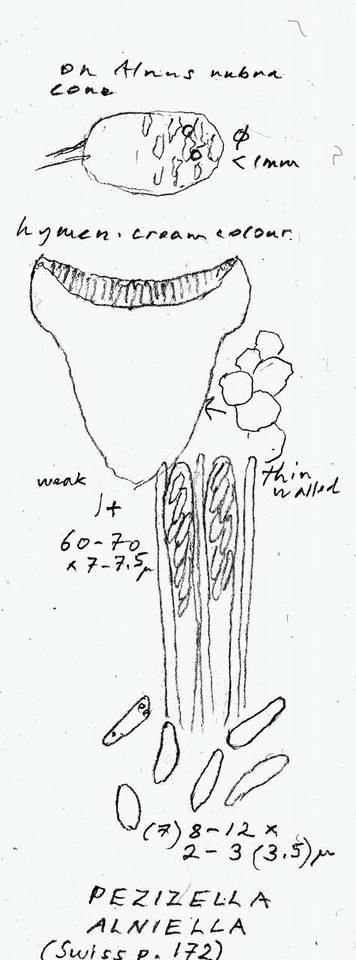 Pezizella alniella image