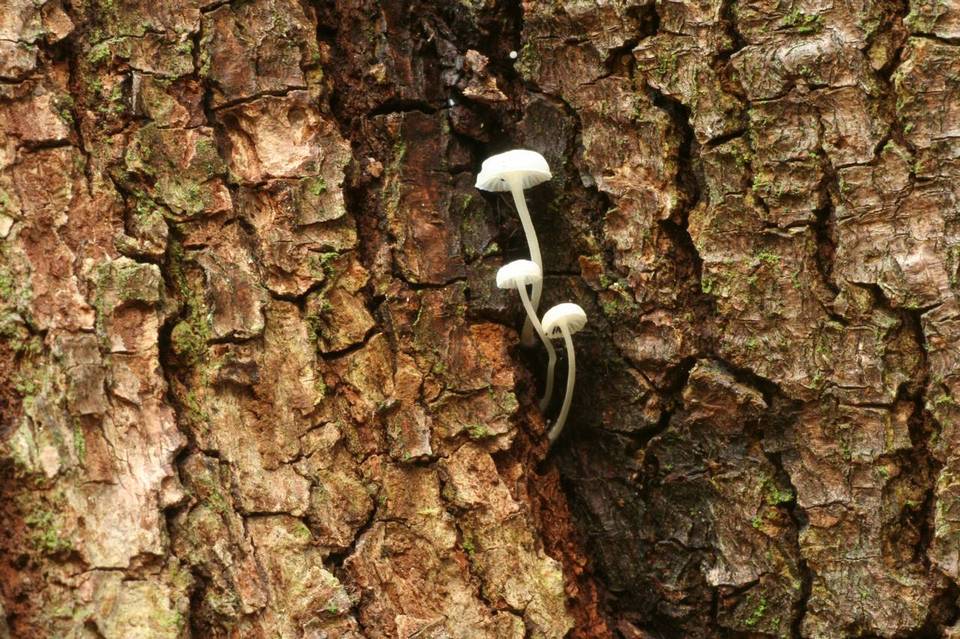 Mycena albissima image