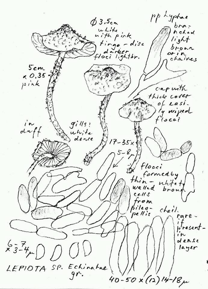 Cystolepiota petasiformis image