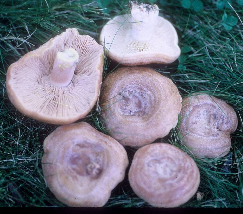 Lactarius incarnatozonatus image