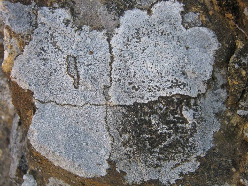 Lecidea lapicida image