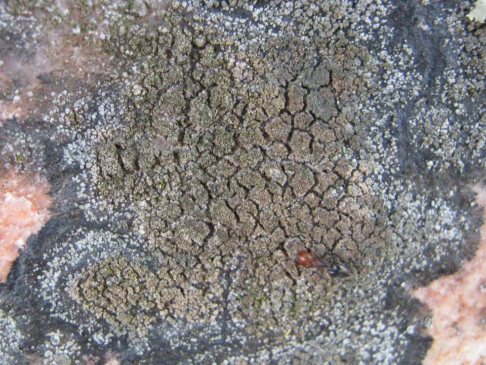 Rhizocarpon furfurosum image