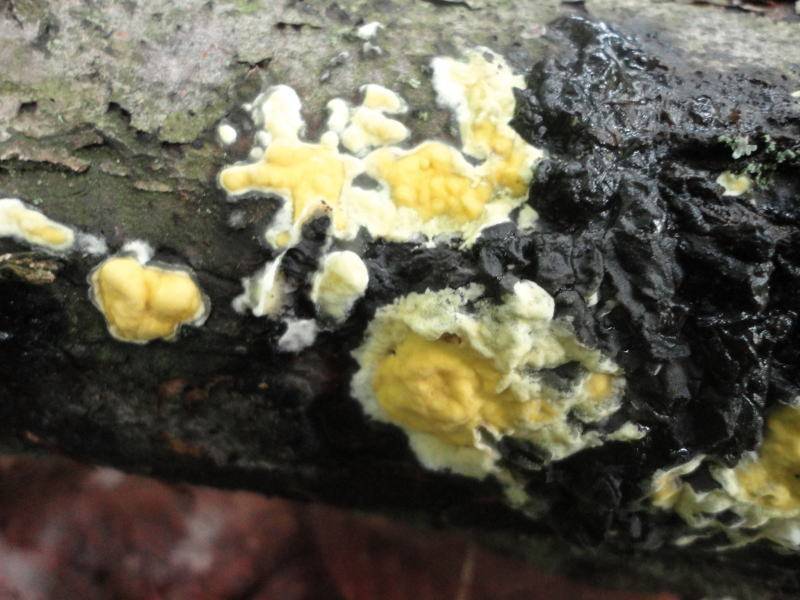 Trichoderma sulphureum image