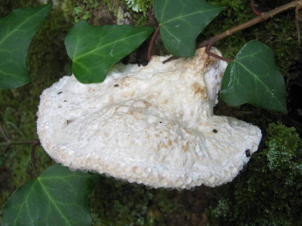 Oligoporus guttulatus image