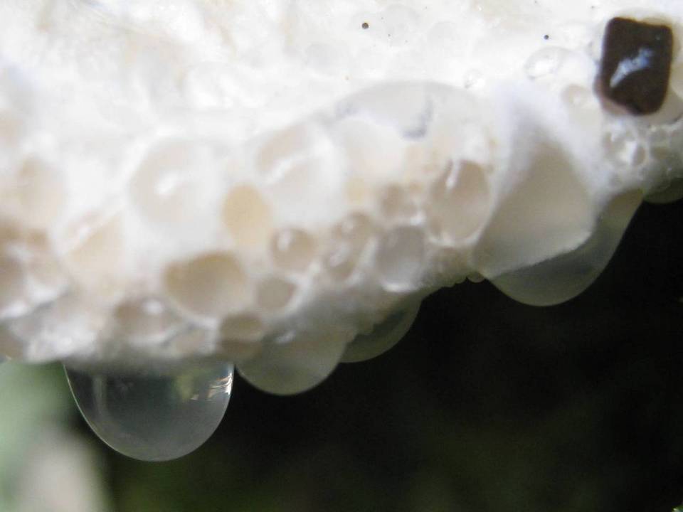 Oligoporus guttulatus image
