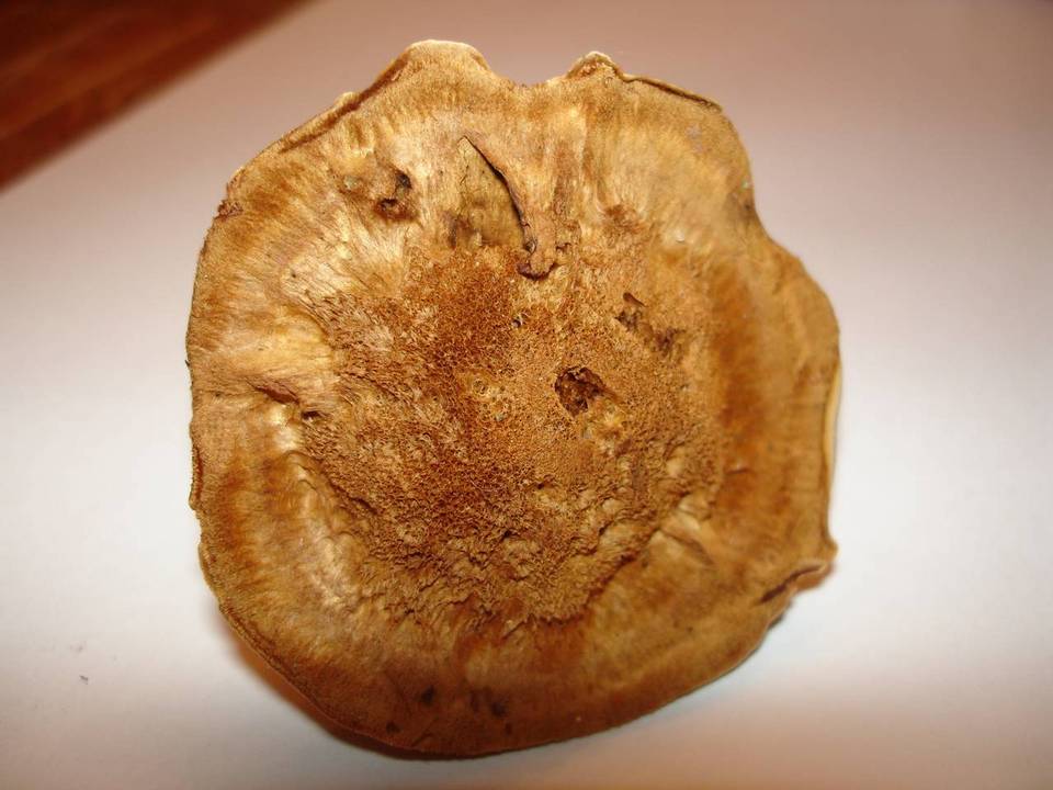 Coltricia montagnei var. montagnei image