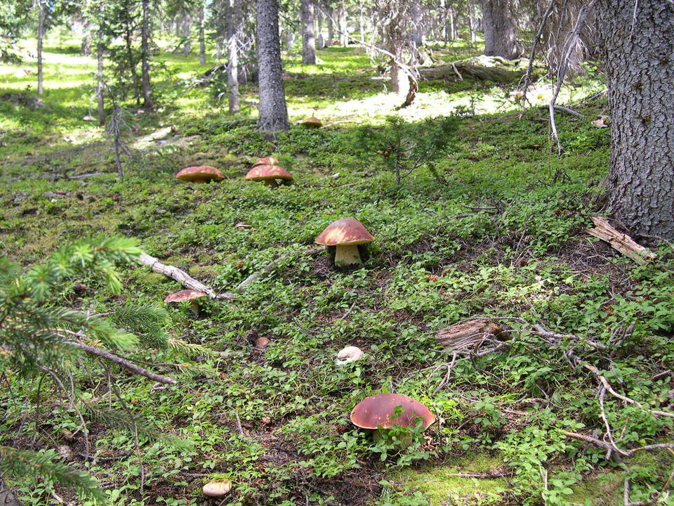 Boletus rubriceps image