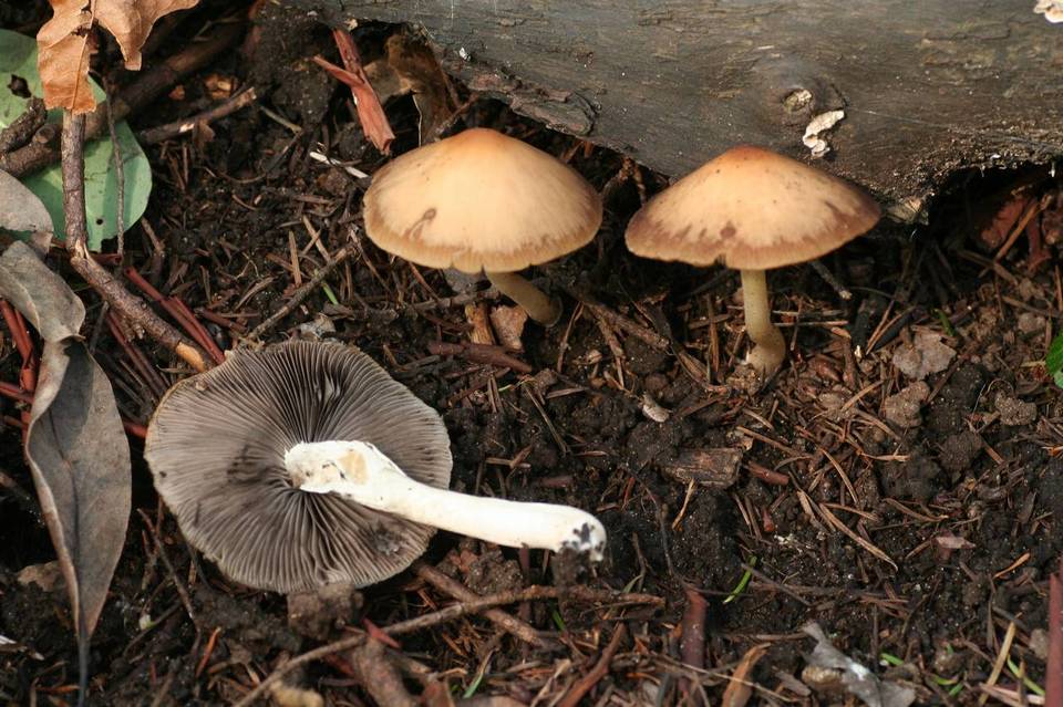 Psathyrella tephrophylla image