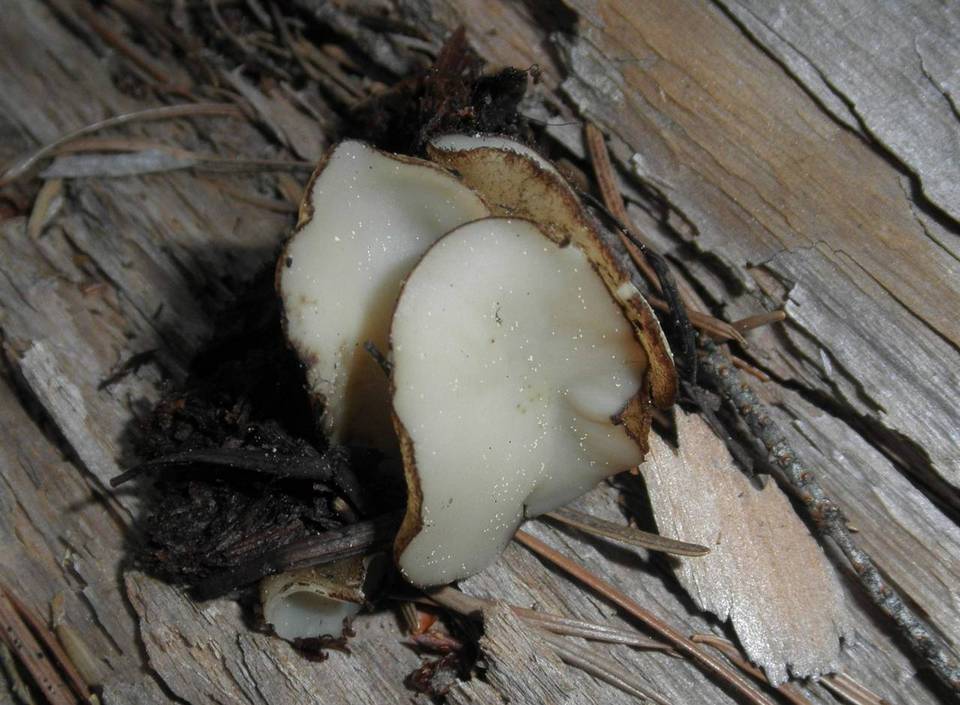 Chaetothiersia image