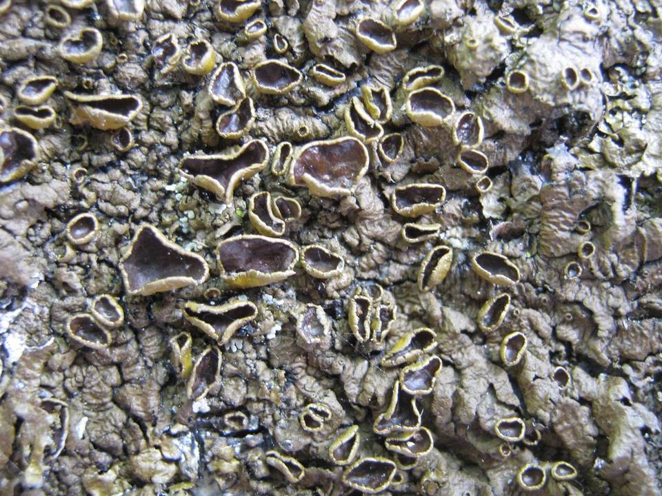 Melanelia glabra image