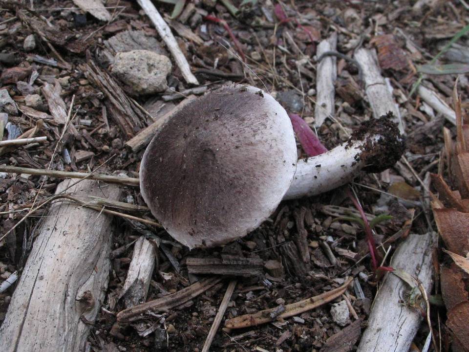 Tricholoma moseri image