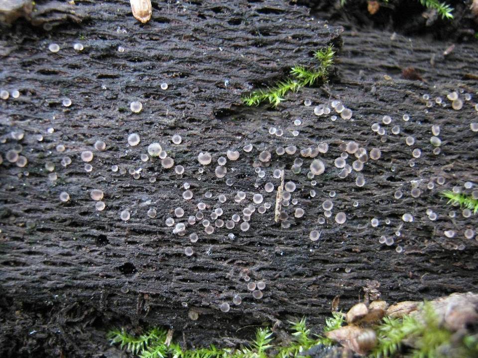 Orbilia crystallina image