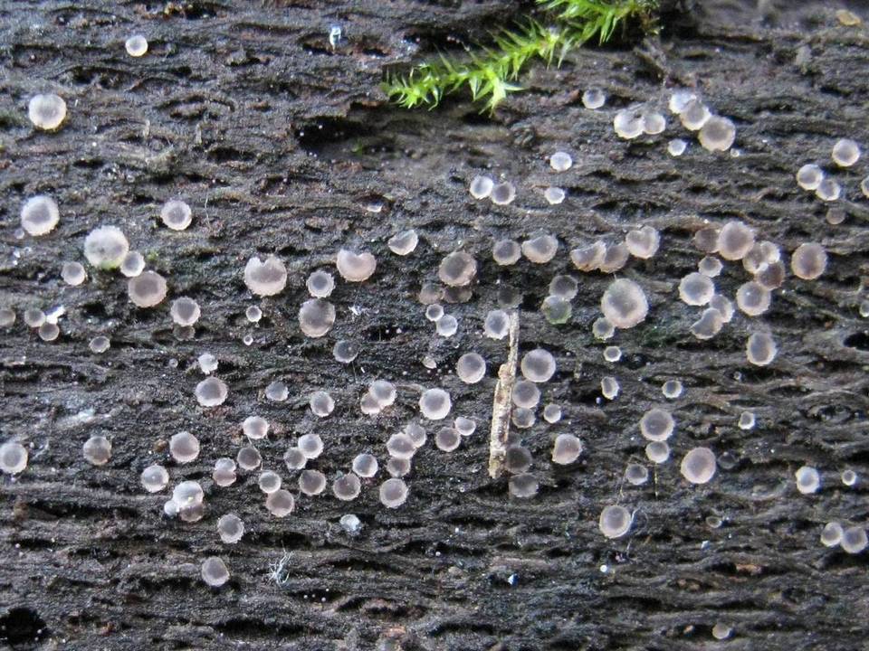 Orbilia crystallina image