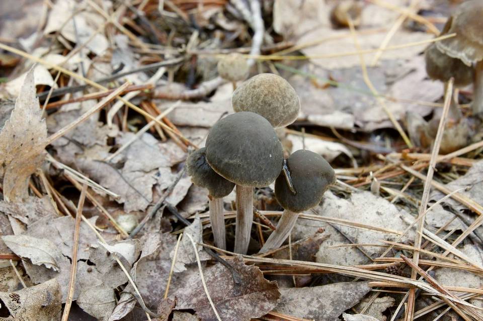 Panaeolus fimicola image