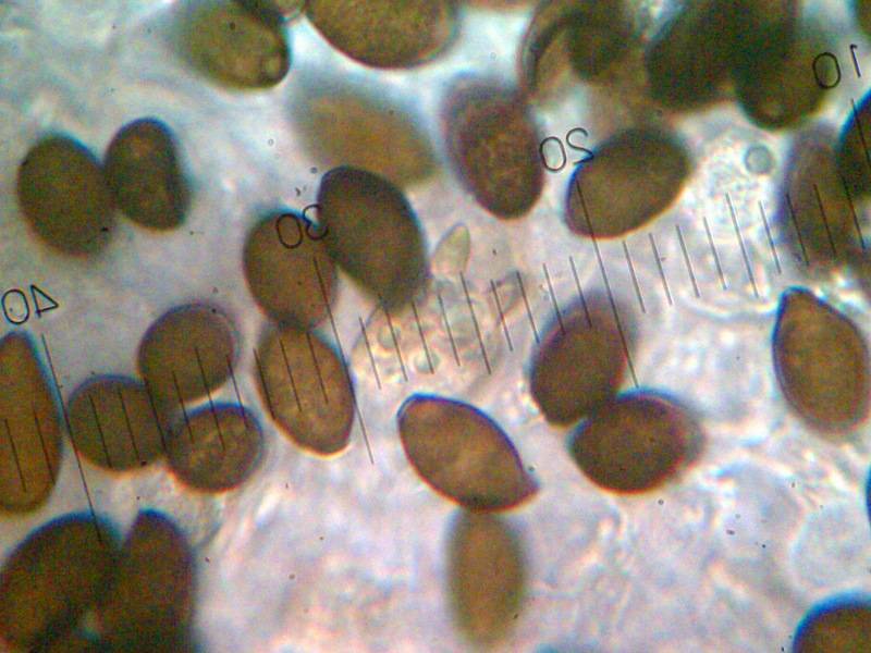 Panaeolus fimicola image
