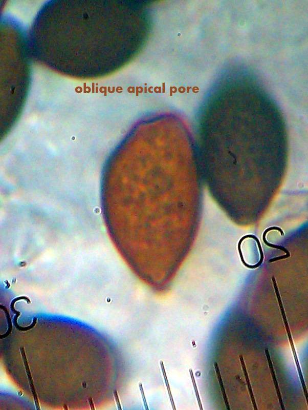 Panaeolus fimicola image