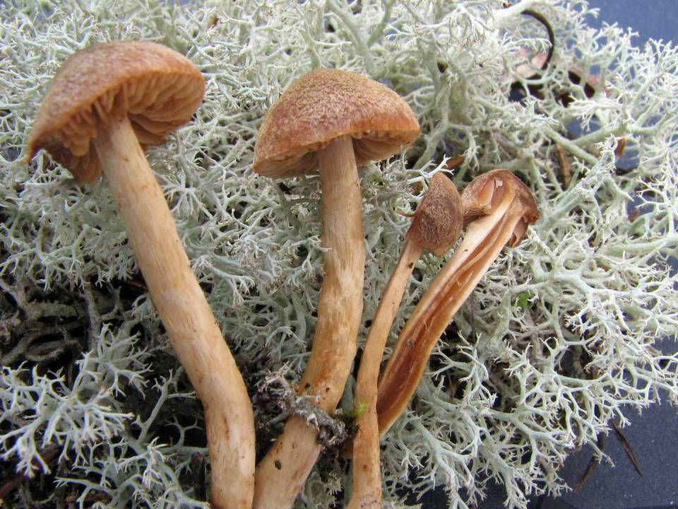 Cortinarius bayeri image