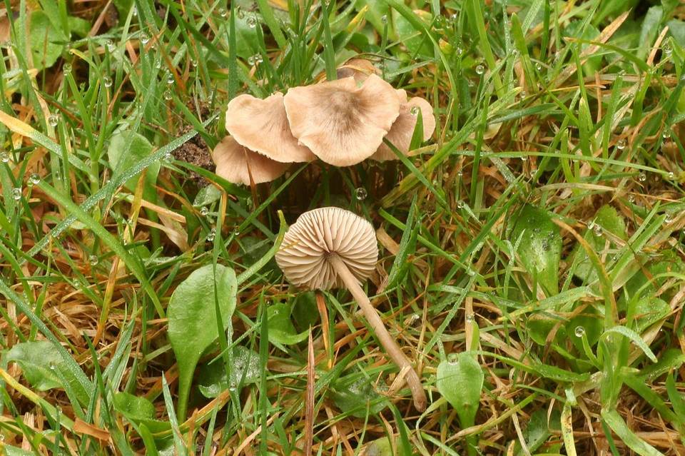 Nolanea pusillipapillata image