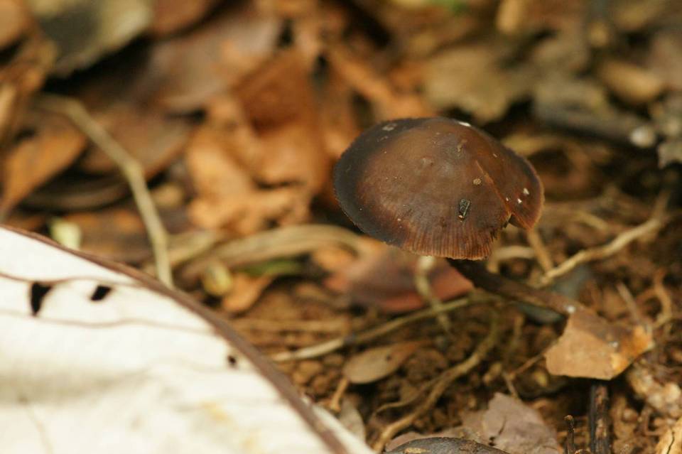Psilocybe guilartensis image