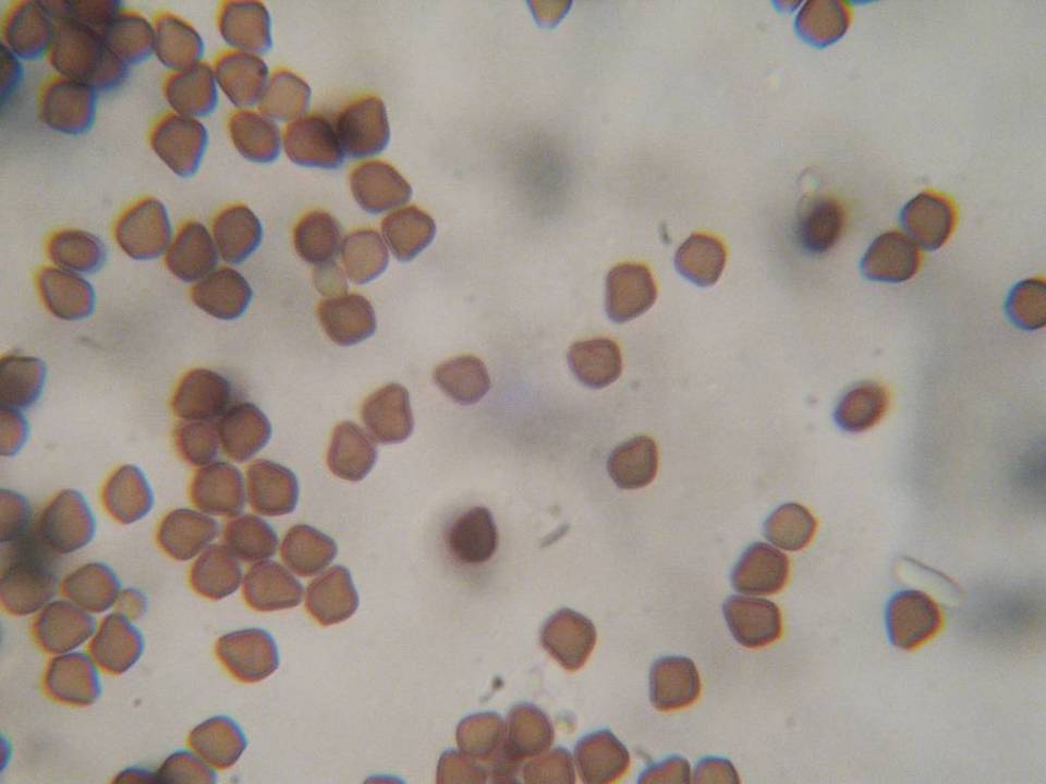 Psilocybe guilartensis image