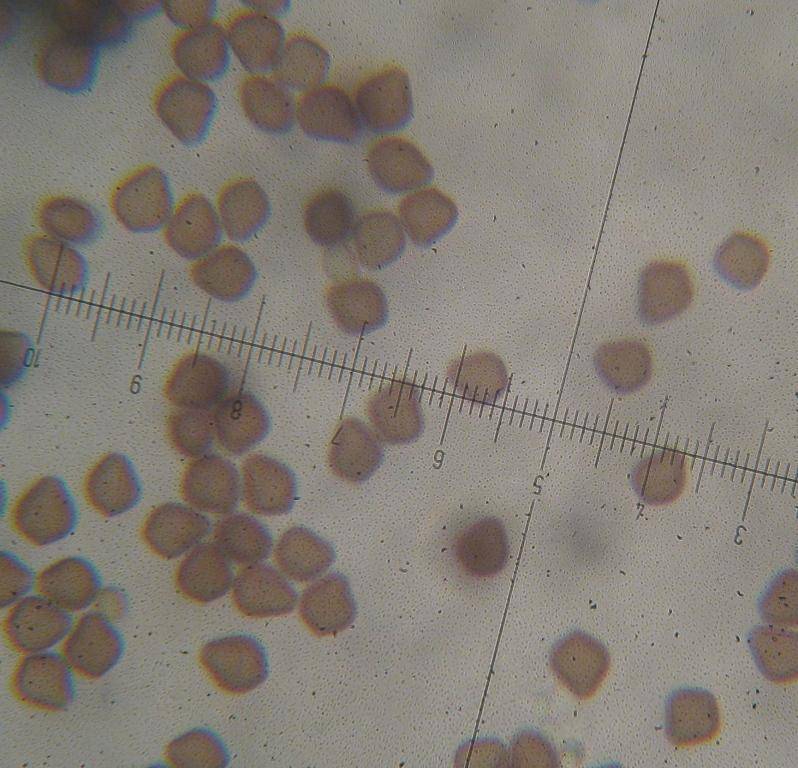 Psilocybe guilartensis image