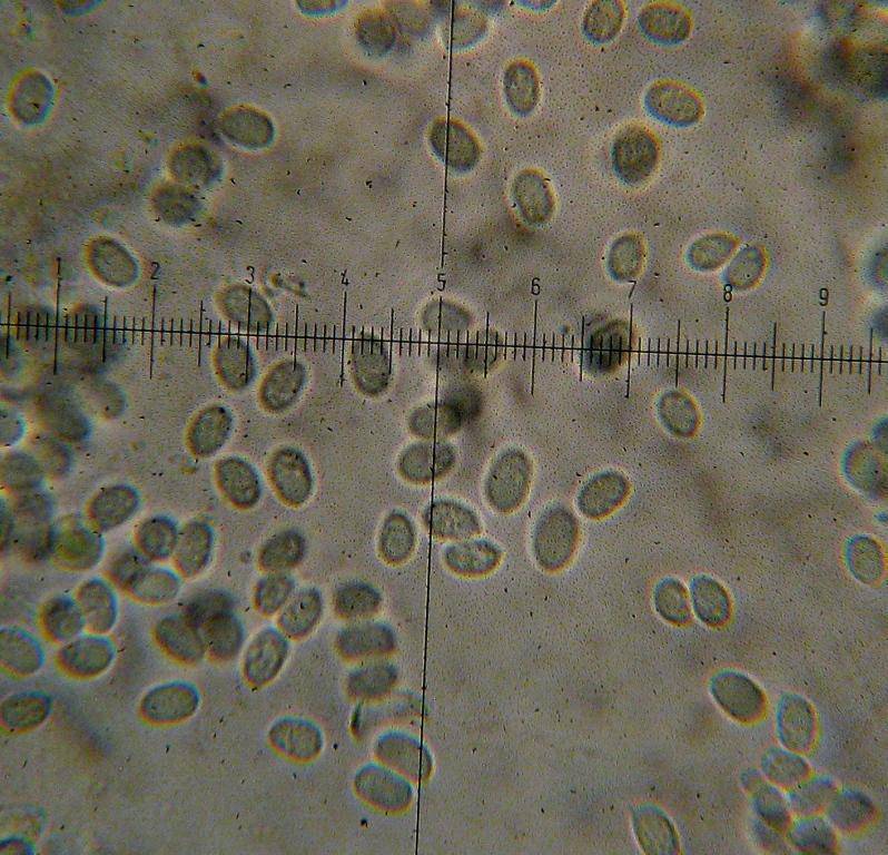 Mycena margarita image