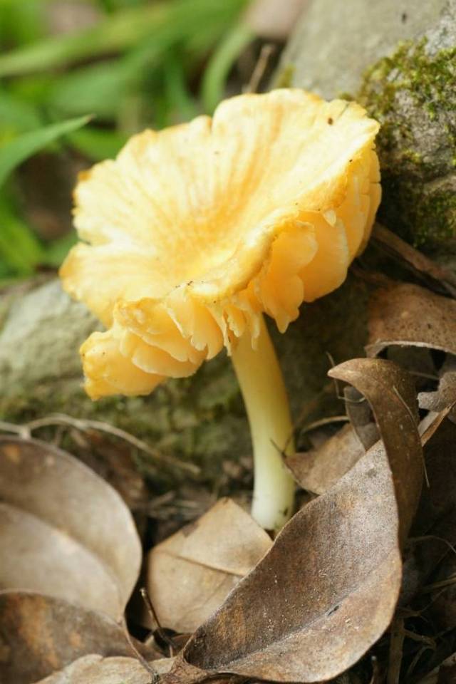 Hygrocybe occidentalis image