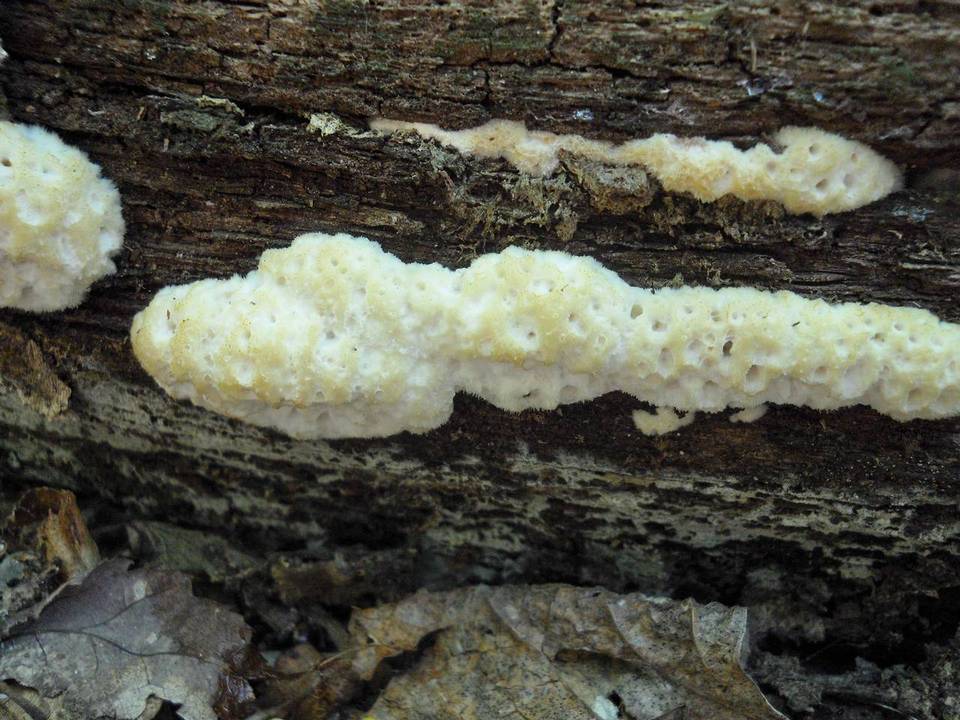 Oligoporus guttulatus image
