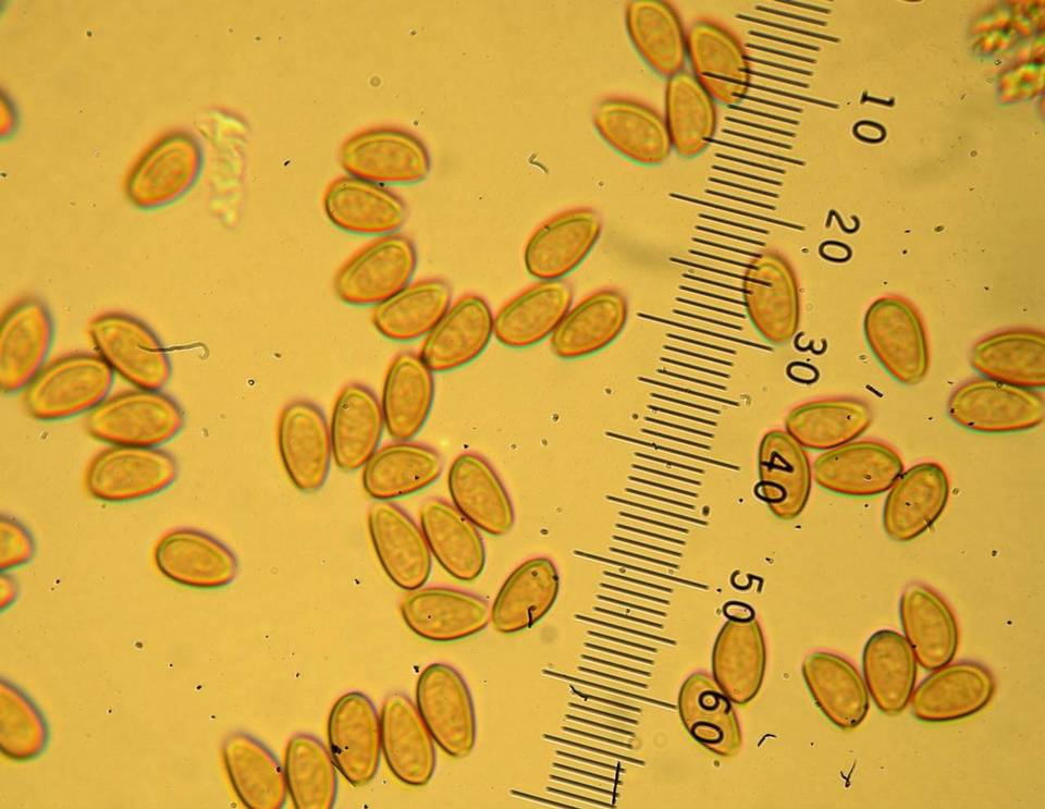 Kuehneromyces vernalis image