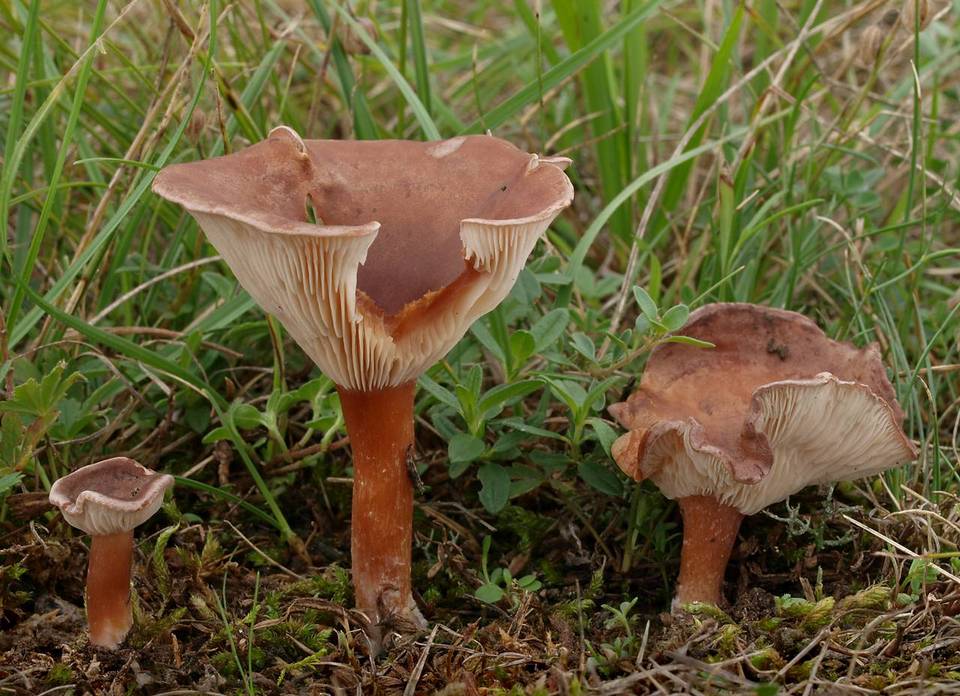 Clitocybe glareosa image